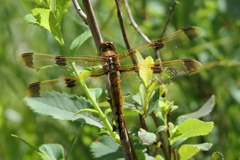 Libellula semifasciata