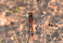 Diplacodes melanopsis