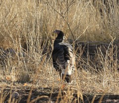 Meleagris gallopavo mexicana