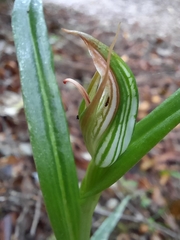 Pterostylis irsoniana