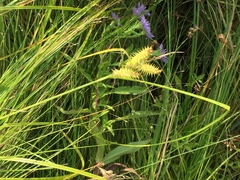 Carex retrorsa