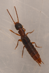 Cafius opacus