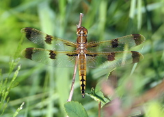 Libellula semifasciata