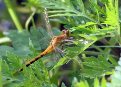 Sympetrum rubicundulum