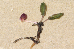 Halophila ovalis