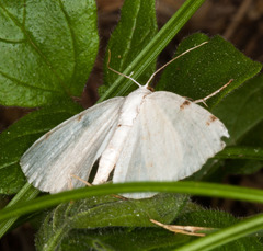 Lomographa bimaculata