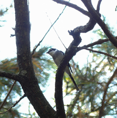 Pericrocotus tegimae