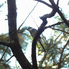 Pericrocotus tegimae