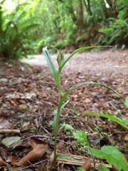 Pterostylis irsoniana