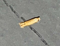 Tischeria quercitella