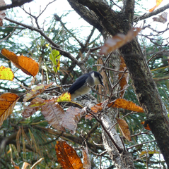 Pericrocotus tegimae