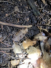 Xanthoteras eburneum