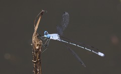 Lestes sigma