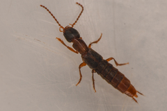 Cafius opacus