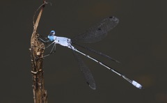 Lestes sigma