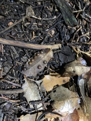 Xanthoteras eburneum