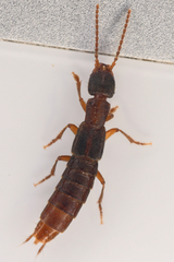Cafius opacus