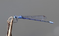 Enallagma semicirculare