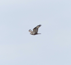 Buteo hemilasius