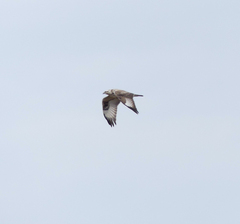 Buteo hemilasius
