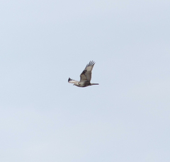 Buteo hemilasius