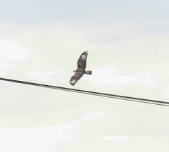 Buteo hemilasius