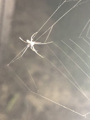 Leucauge argyra