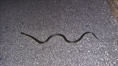Lampropeltis holbrooki