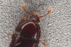 Mychocerus discretus