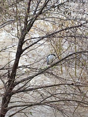 Nycticorax nycticorax