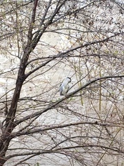 Nycticorax nycticorax