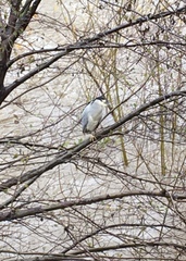 Nycticorax nycticorax