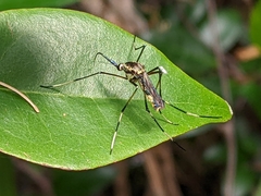 Toxorhynchites speciosus