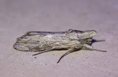 Cucullia laetifica