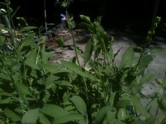 Nepeta racemosa