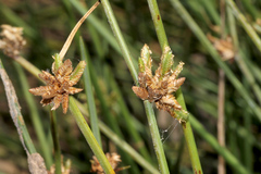 Cyperus laevigatus