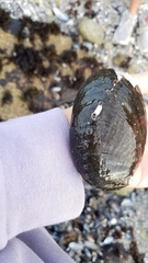 Haliotis cracherodii