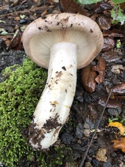 Lactarius argillaceifolius