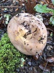 Lactarius argillaceifolius