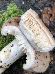 Lactarius argillaceifolius