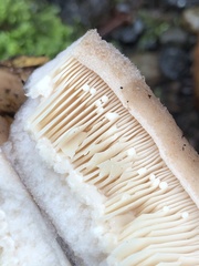 Lactarius argillaceifolius