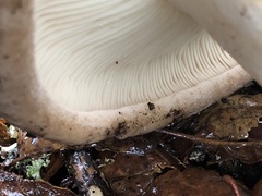 Lactarius argillaceifolius