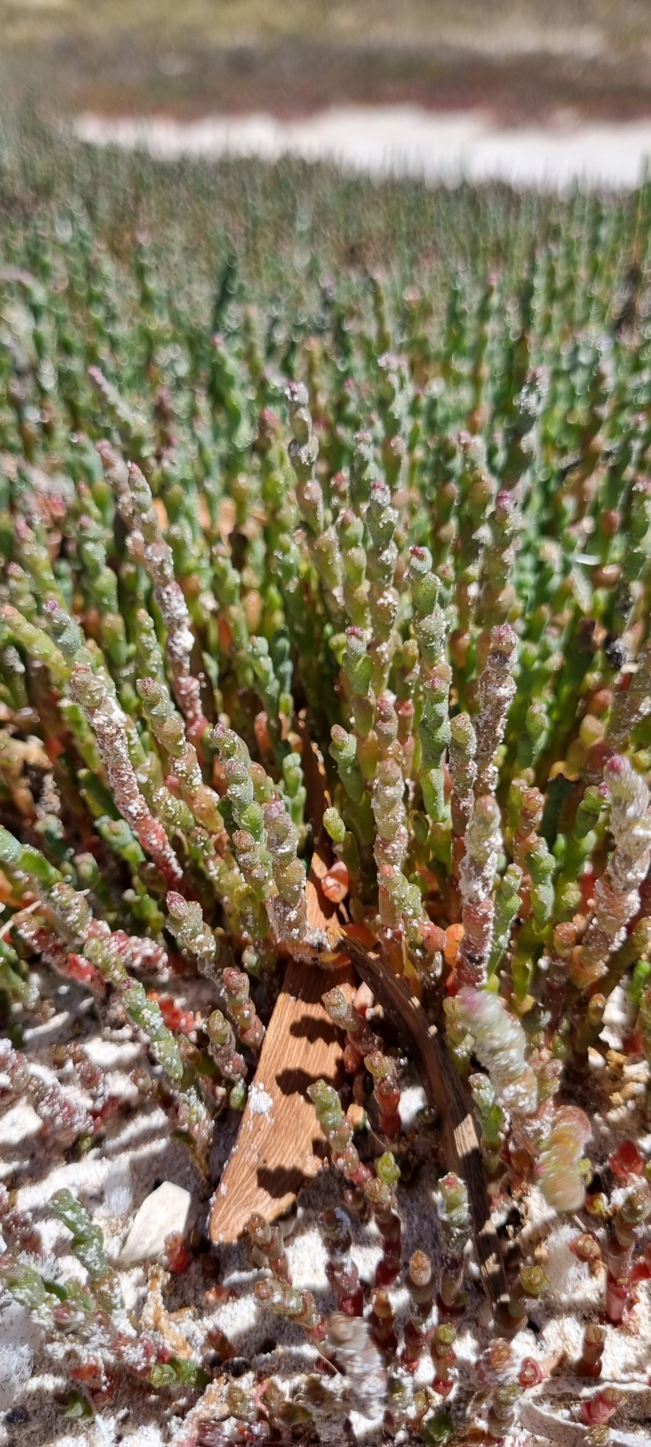 Caryophyllales