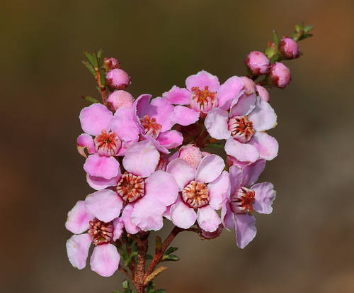 Pelloe's Babingtonia (Babingtonia pelloeae)