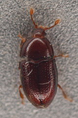 Mychocerus discretus