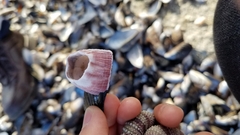 Megabalanus californicus