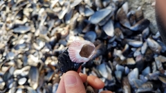 Megabalanus californicus