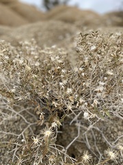 Brickellia atractyloides