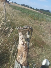 Liolaemus chiliensis