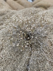 Brickellia atractyloides